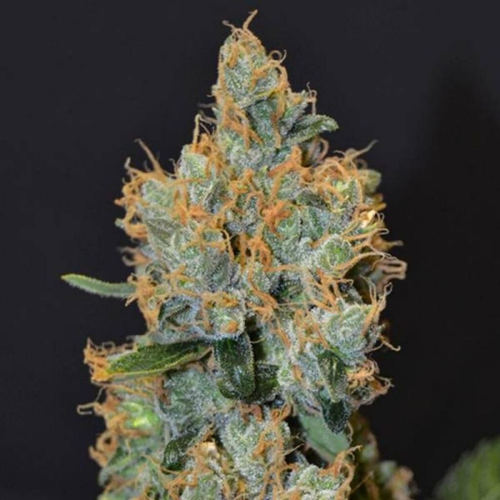 Lavender Fem — Cbd Seeds