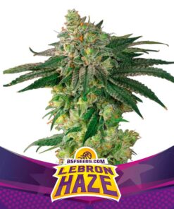 Lebron Haze — BSF Seeds