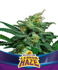 Lebron Haze XXL Auto — BSF Seeds