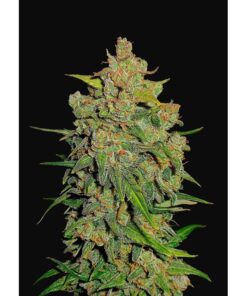 Lemon AK Auto — FastBuds Seeds