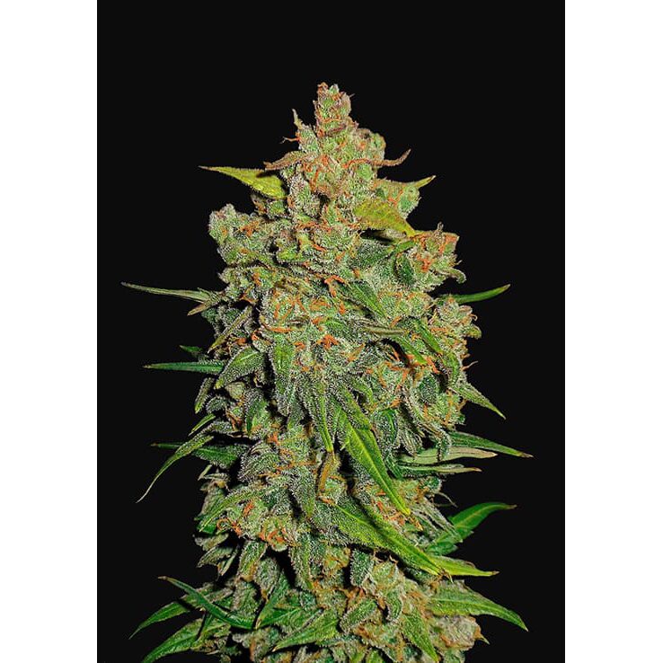 Lemon AK Auto — FastBuds Seeds Lemon AK Auto — FastBuds Seeds