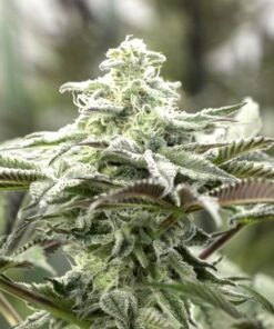 Lemon Citron Fem — Humboldt Seeds Organization