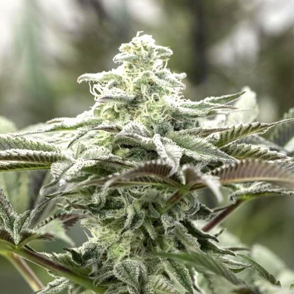 Lemon Citron Fem — Humboldt Seeds Organization