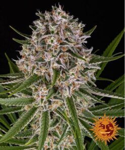 Lemon Haze Auto — Barney's Farm