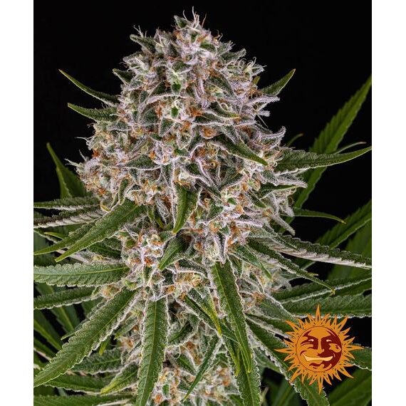 Lemon Haze Auto — Barney's Farm