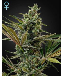 Lemon Haze Fem — Exclusive Seeds