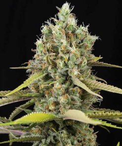 Lemon King Fem — Eva Seeds