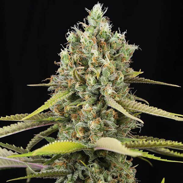 Lemon King Fem — Eva Seeds