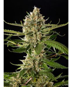 Lemon OG Candy Fem — Philosopher Seeds