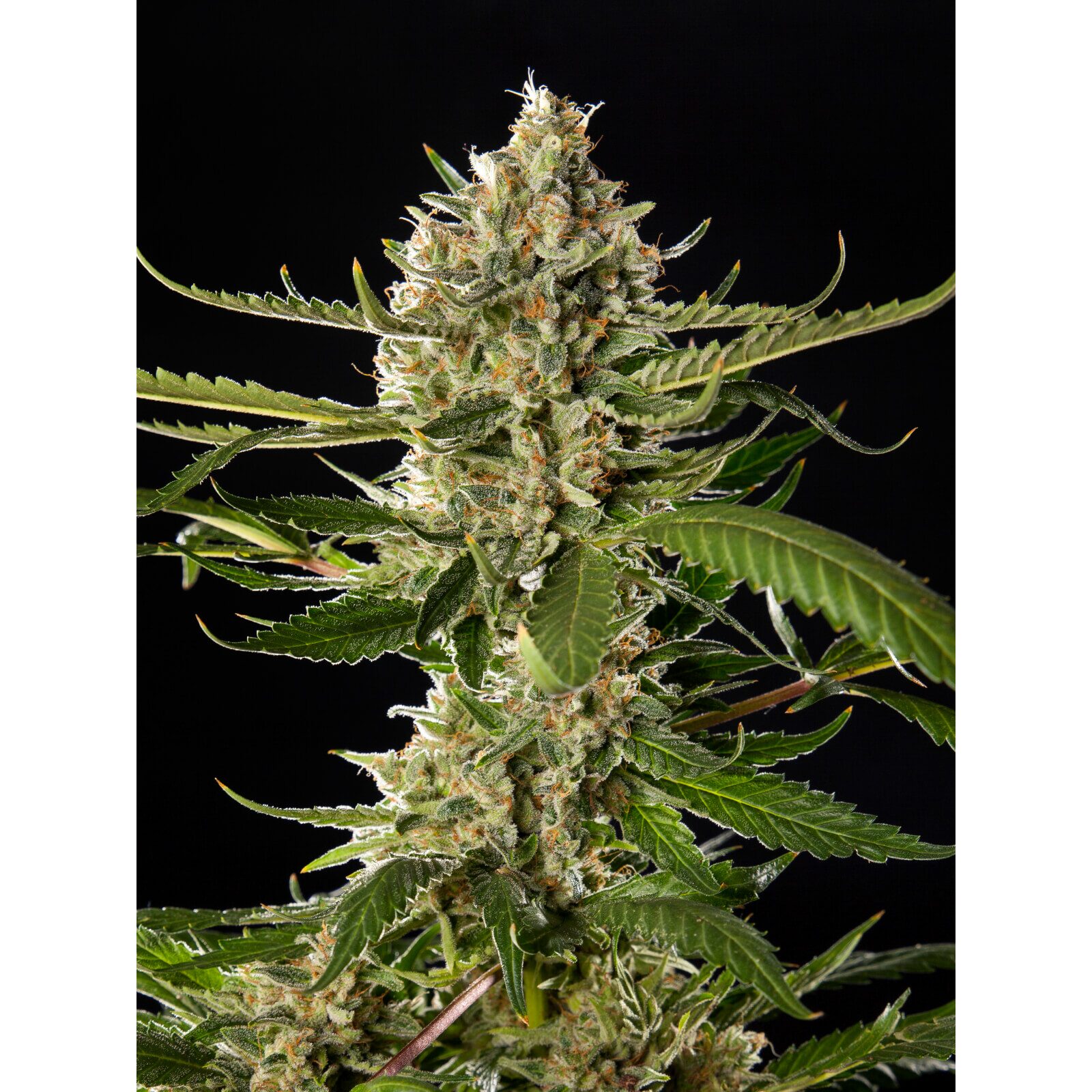 Lemon OG Candy Fem — Philosopher Seeds