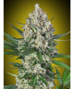 Lemon OG Fem — 00 Seeds