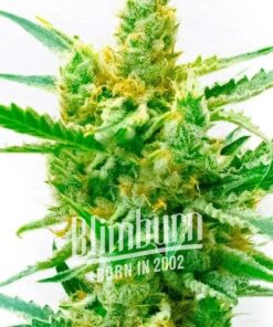 Lemon OG Fem — Blimburn Seeds