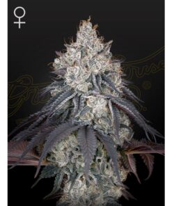 Lemon Orange Fem — Green House