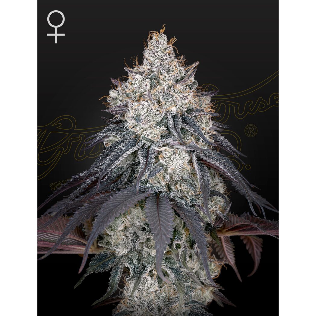 Lemon Orange Fem — Green House