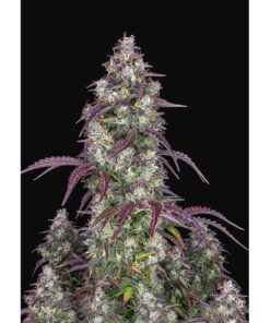 Lemon Pie Auto — FastBuds Seeds
