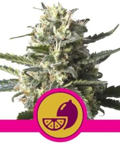 Lemon Shining Silver Haze Fem — Royal Queen