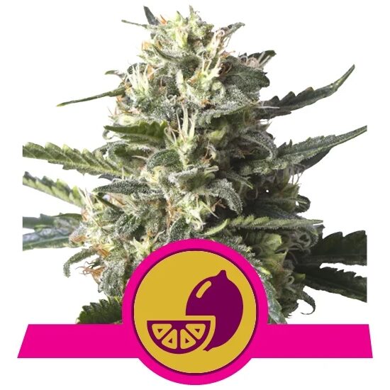 Lemon Shining Silver Haze Fem — Royal Queen