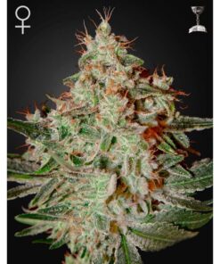 Lemon Skunk Fem. — Green House