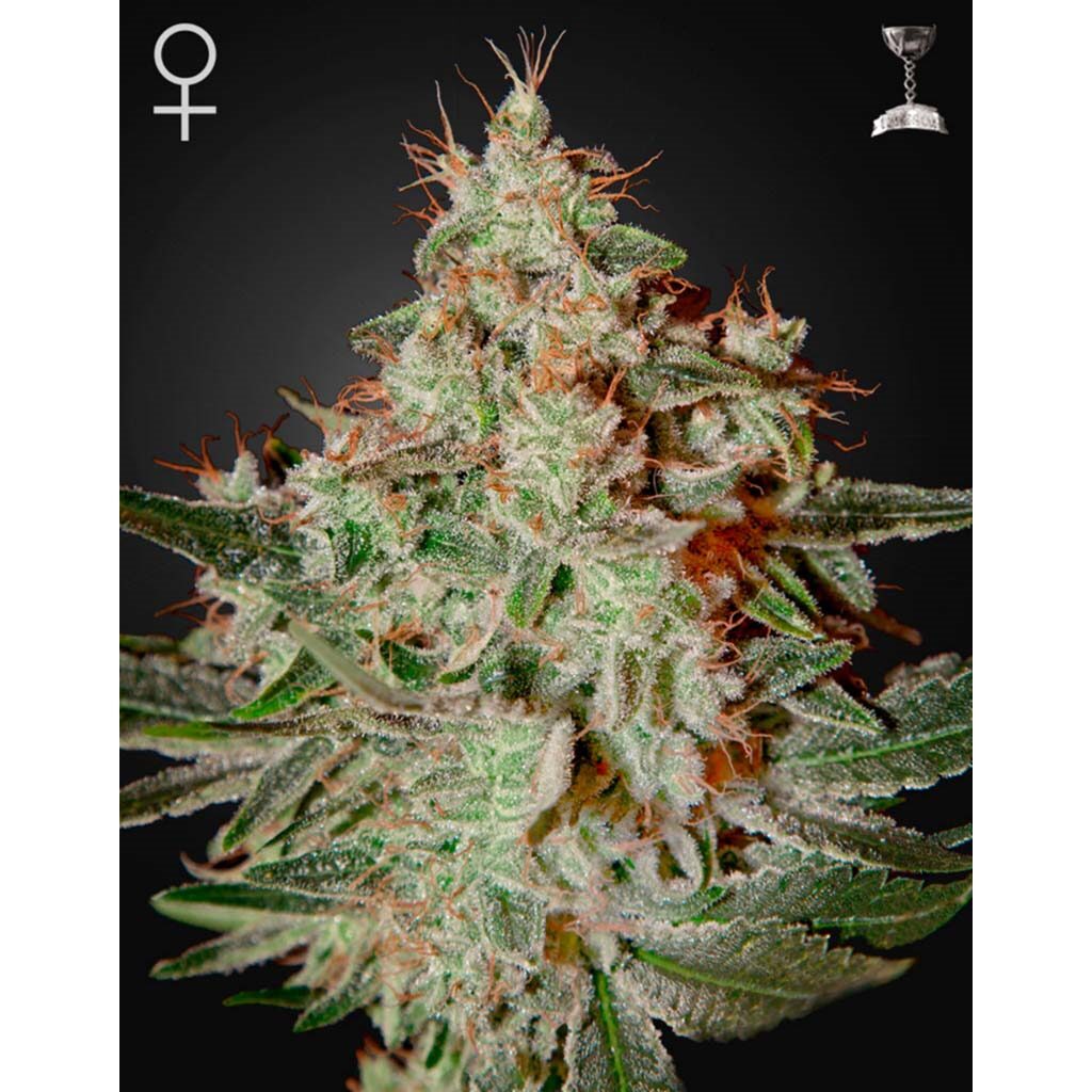 Lemon Skunk Fem. — Green House