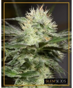 Lemon Sorbet Fem — Silent Seeds