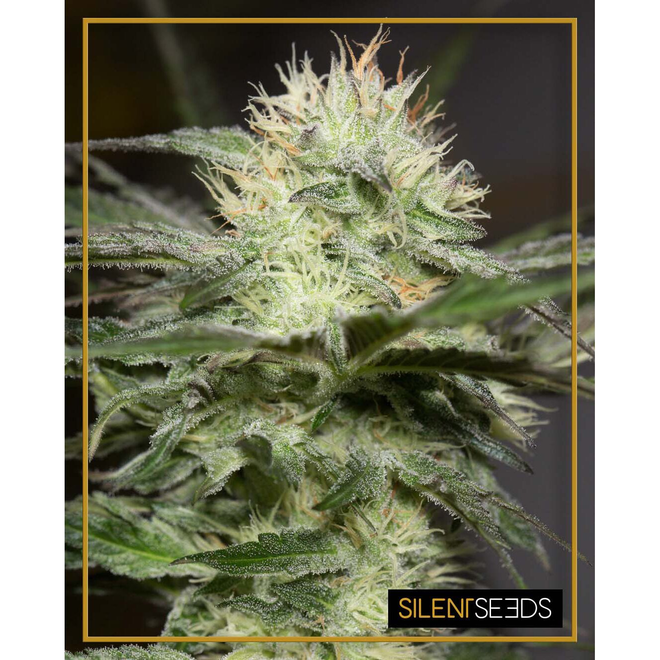 Lemon Sorbet Fem — Silent Seeds