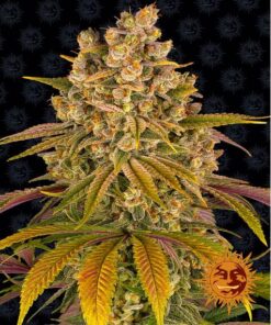 Lemon Tree Fem — Barney's Farm