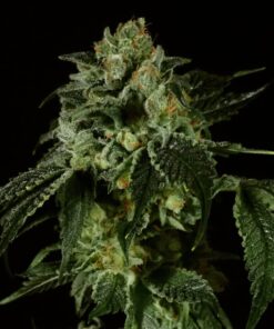 Lemon Tree x Larry OG Fem — Tramuntana Seeds