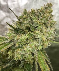 Lemon Tree x Purple Punch Fem — Tramuntana Seeds