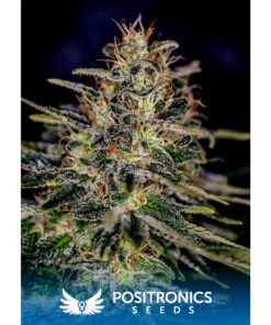 Lemon Trip Fem — Positronics