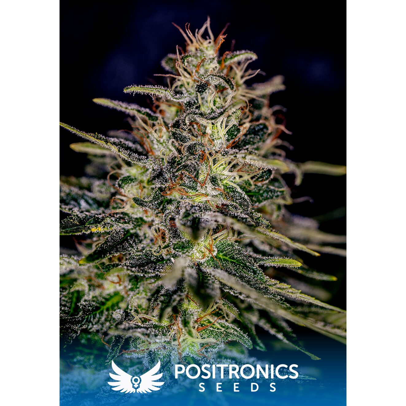 Lemon Trip Fem — Positronics