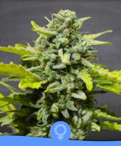 Lemon Ultra Haze Auto — La Semilla Automática
