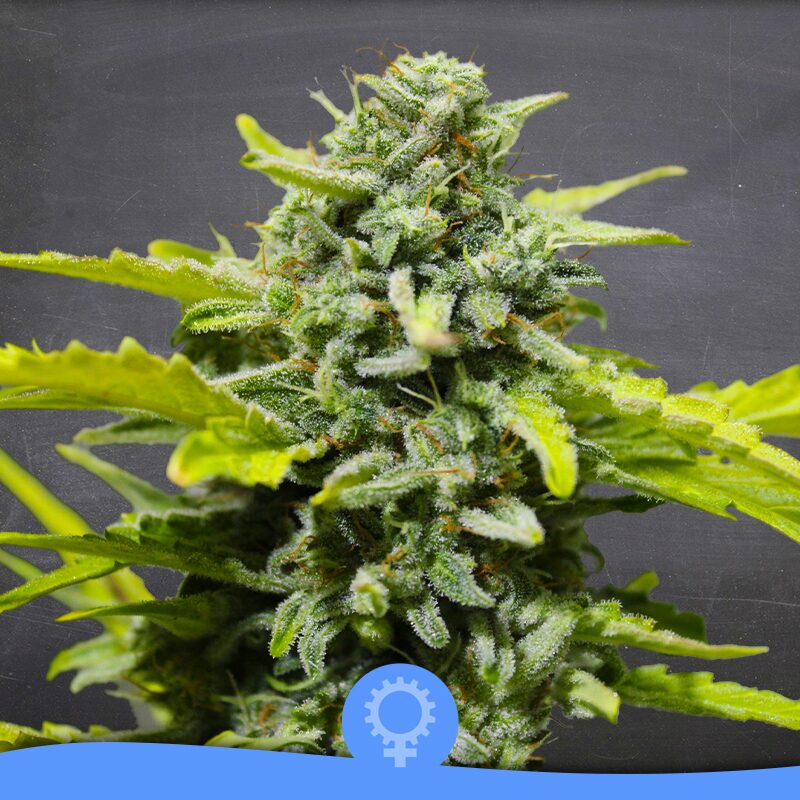 Lemon Ultra Haze Auto — La Semilla Automática