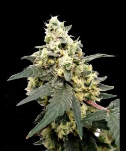 Lemonade Auto — Paradise Seeds
