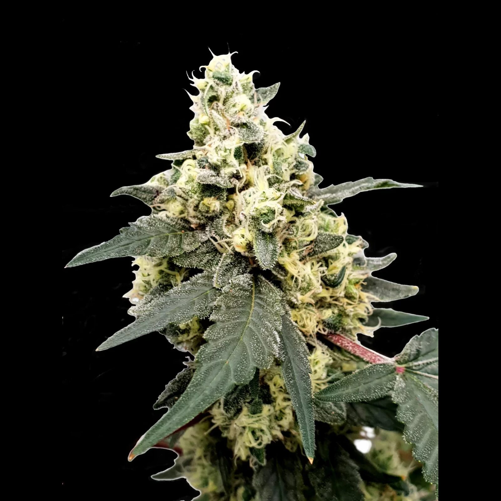 Lemonade Auto — Paradise Seeds