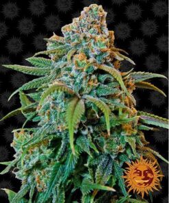 Liberty Haze Fem — Barney's Farm