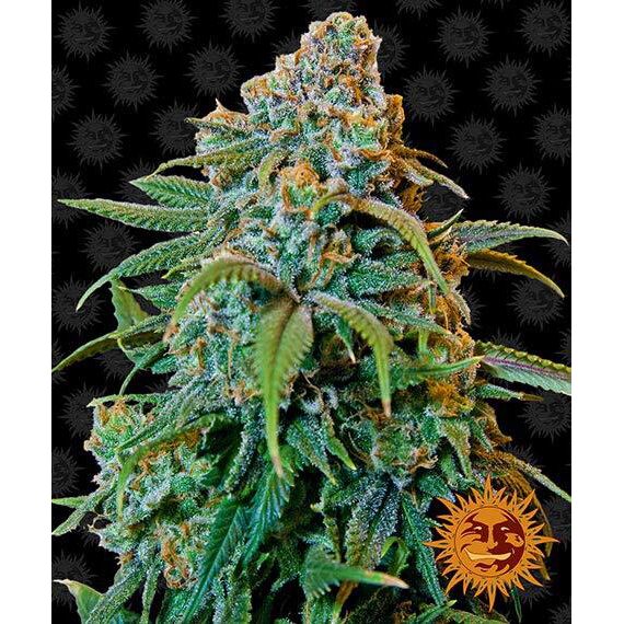 Liberty Haze Fem — Barney's Farm