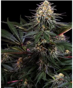 Lockdown Kush Fem — Sensi Seeds