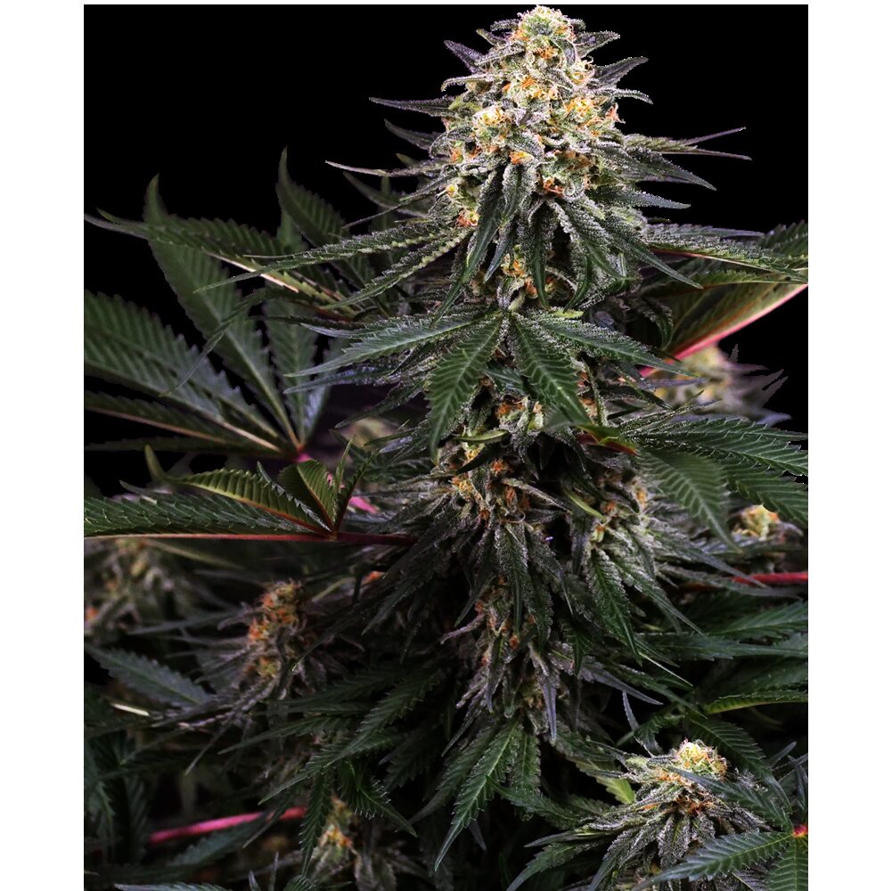 Lockdown Kush Fem — Sensi Seeds