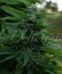 Lord Kush Fem — Delicious Seeds
