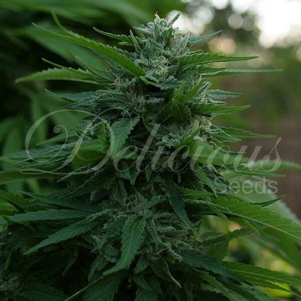 Lord Kush Fem — Delicious Seeds