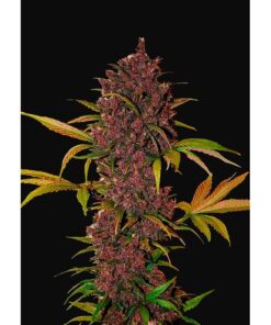 LSD-25 Auto — FastBuds Seeds