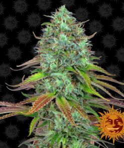 LSD Auto 1Und — Barney's Farm