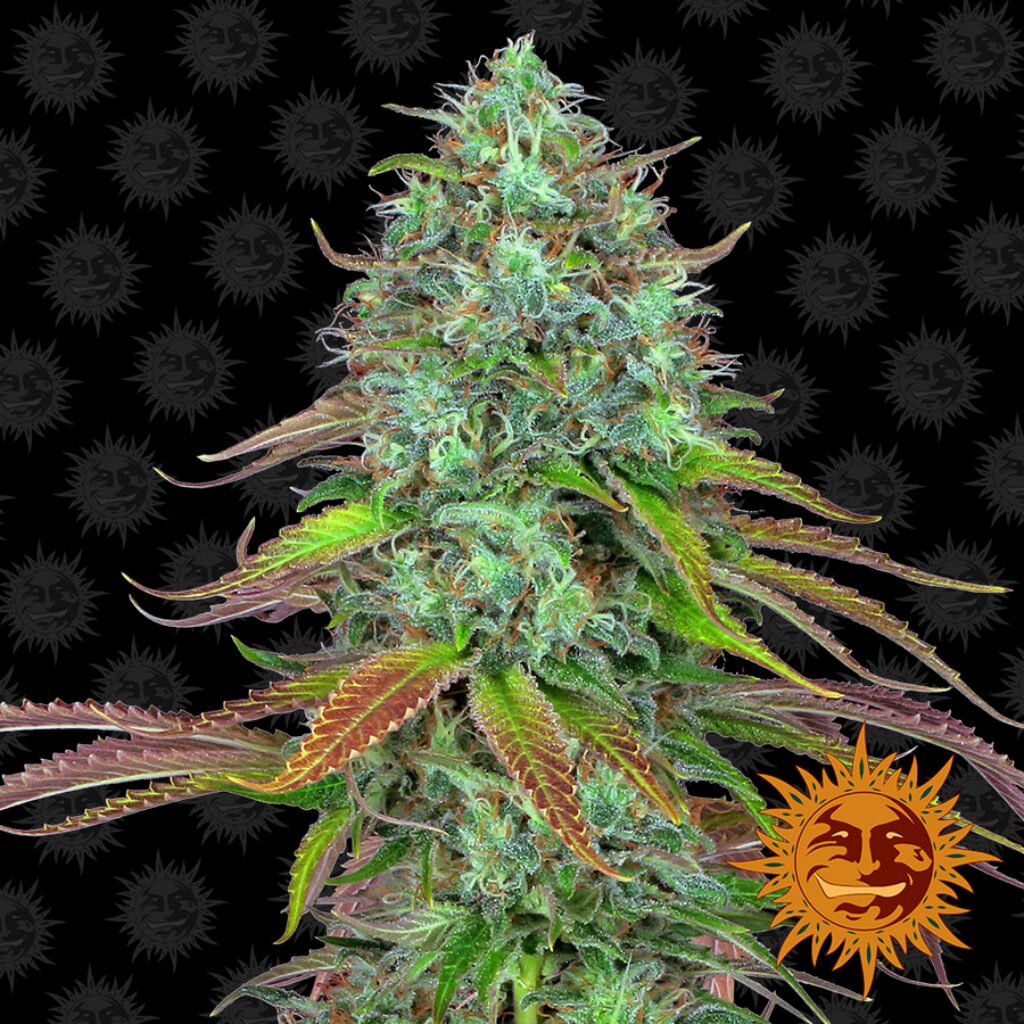 LSD Auto 1Und — Barney's Farm