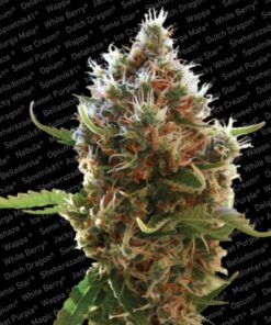Lucid Bolt Fem — Paradise Seeds