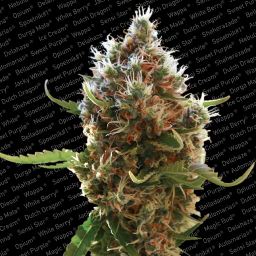 Lucid Bolt Fem — Paradise Seeds
