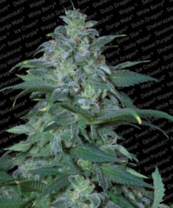 Magic Bud Fem. — Paradise Seeds