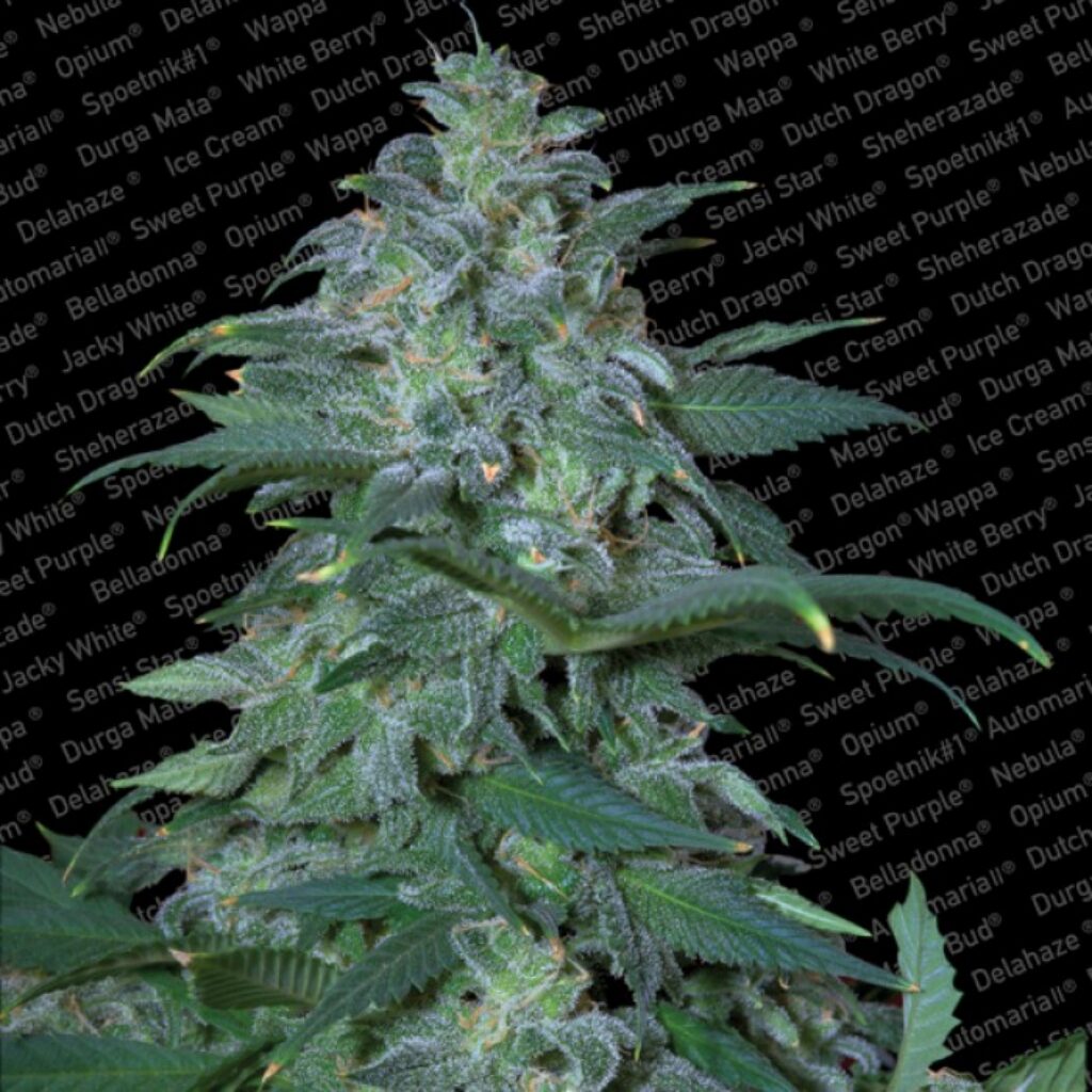 Magic Bud Fem. — Paradise Seeds