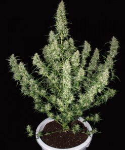Magnum Auto — Buddha Seeds