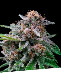 Maka Sugary Fem — Exclusive Seeds