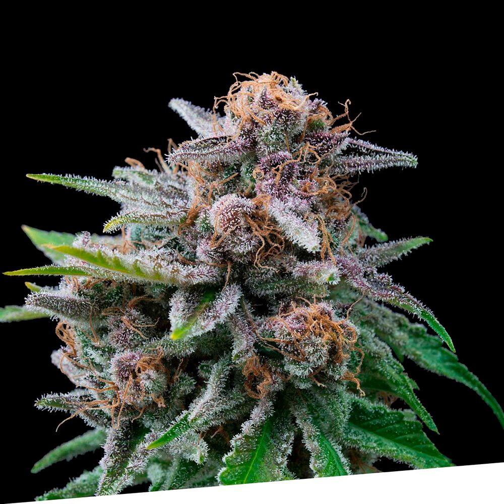Maka Sugary Fem — Exclusive Seeds
